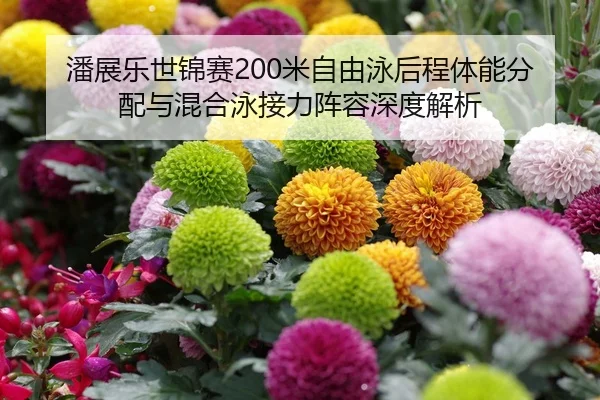 潘展乐世锦赛200米自由泳后程体能分配与混合泳接力阵容深度解析